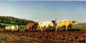 Rosa bonheur Plowing in the Nivernais;the dressing of the vines